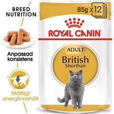 Royal canin british shorthair Royal Canin British Shorthair Adult em Molho 24 x 85 g