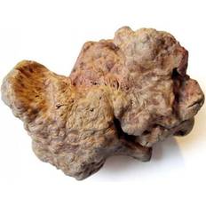 Whesco Hunde - Hundelegetøj Kæledyr Whesco Chewing Bone of Tree Root L
