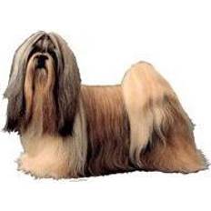 Shih tzu KW Shih Tzu 6.5cm 4pcs