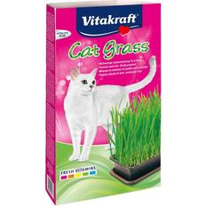 Cat Grass Indoor 6x120g