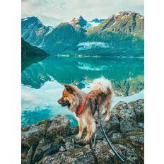 Non-Stop Dogwear Strong Kobbel 2 meter 2m