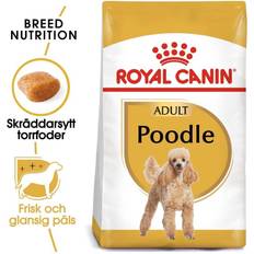 Royal Canin Perro Mascotas Royal Canin Poodle Adult Dry 1.5kg