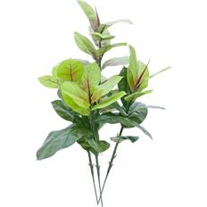 Rubber Tree