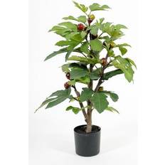 Fig