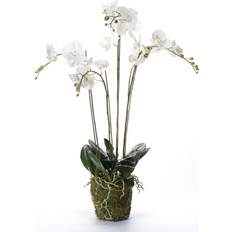 Hvite Kunstige planter Emerald Artificial Orchid Plant with Moss White Kunstig plante