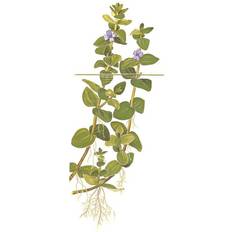 1 2 grow TROPICA Bacopa caroliniana 1-2-Grow!