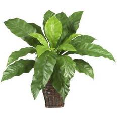 Birdsnest Fern w/Wicker In Stock 6530