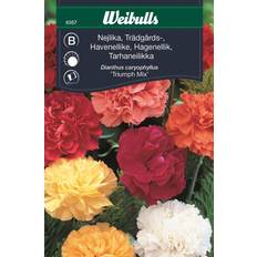 Weibulls Nejlika Triumph Mix Blomsterfrø