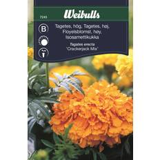 Weibulls Krukker, Planter & Dyrkning Weibulls Tagetes Crackerjack Mix Blomsterfrø