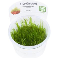 1 2 grow TROPICA Taxiphyllum barbieri 1-2-Grow!