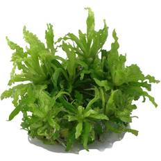 1 2 grow TROPICA Pogostemon helferi 1-2-Grow!