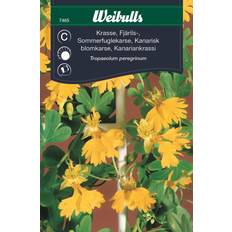 Krukker, Planter & Dyrkning Weibulls Krasse Fjärils Blomsterfrø