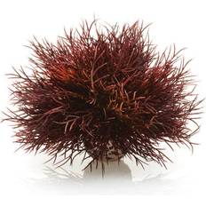 Biorb Aquatic Sea Lily Crimson