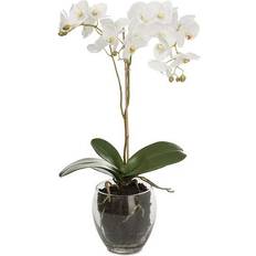 Newport Konstgjord Phalaenopsis 65