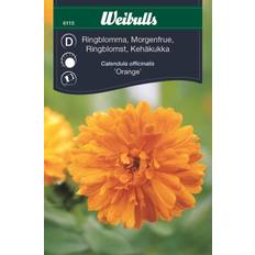 Weibulls Ringblomma Orange Blomsterfrø