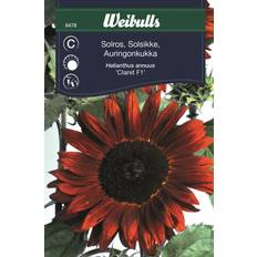 Weibulls Solros Claret F1 Blomsterfrø
