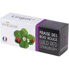 Beste Anzucht-Sets Veritable Wild Red Strawberry Lingot