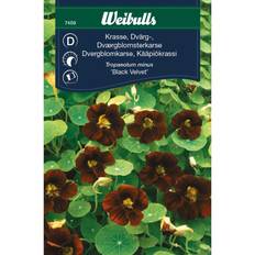 Weibulls Krasse Black Velvet Blomsterfrø
