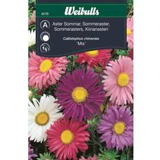 Weibulls Krukker, Planter & Dyrkning Weibulls Aster Mix Blomsterfrø