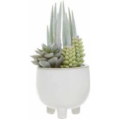 Premier Housewares Fiori Mixed Succulents In White Pot Decorative Item