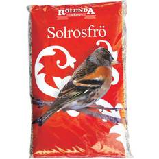 Sunflower Seed