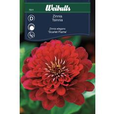 Dahlia frø Weibulls Zinnia Scarlet Flame Blomsterfrø
