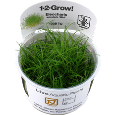 TROPICA Eleocharis acicularis Mini 1-2-grow