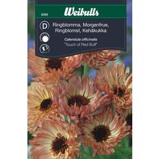 Weibulls Ringblomma Touch of Red Buff Blomsterfrø