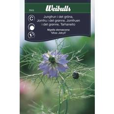 Weibulls Jungfrun I Det Gröna Blomsterfrø