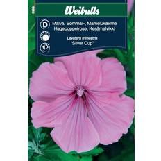 Weibulls Malva Silver Cup Blomsterfrø