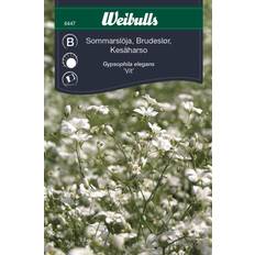Weibulls Krukker, Planter & Dyrkning Weibulls Sommarslöja Blomsterfrø