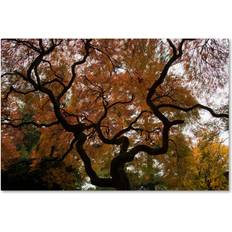 Wall Decor Trademark Fine Art Kurt Shaffer 'Brilliant Japanese Maple Abstract' Canvas Art,16x24 Wall Decor