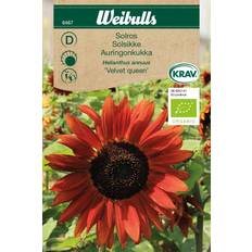 Weibulls Solros Velvet Queen Blomsterfrø