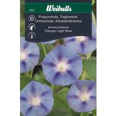 Lila Blomsterfröer Weibulls Purpurvinda Dacapo Light Blue