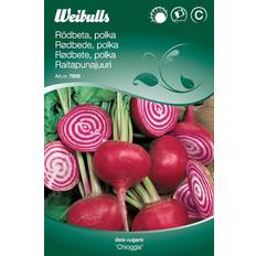 Weibulls Rödbeta Chioggia Grøntsagsfrø