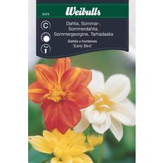 Dahlia frø Weibulls Dahlia Early Bird Blomsterfrø