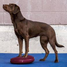 FITPAWS Hund Haustiere FITPAWS Pet Balance Disc 36 Razzleberry Pet Supply Dog Agility