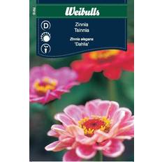 Dahlia frø Weibulls Zinnia Dahlia Blomsterfrø