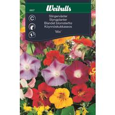 Slyngplanter Weibulls Slingerväxter Mix Blomsterfrø