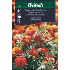 Weibulls Tagetes Red Brocade Blomsterfrø