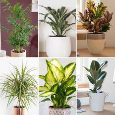 Flower Seeds Very Foliage Houseplant Mix 6 X 12Cm