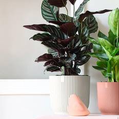 Plantekasser på tilbud Elho Hvid Rund Blomsterkrukke Ø 22 cm Plantekasse