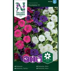 Nelson Garden Petunia 'Picobella' F1