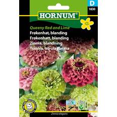 Hornum Frøkenhat frø, Queeny Lime blanding Blomsterfrø