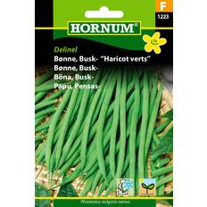 Hornum Bønne, Busk- "Haricot Verts" Grøntsagsfrø