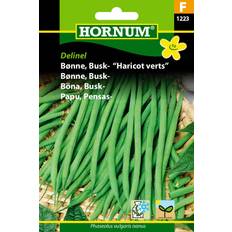 Hornum Krukker, Planter & Dyrkning Hornum Bønne, Busk- "Haricot Verts"