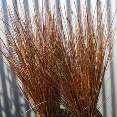 Star 'Red Rooster' Plantejord
