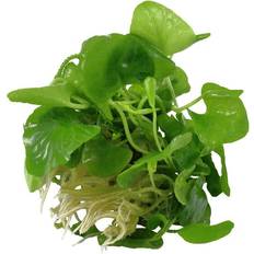 Nymphoides hydrophylla 'Taiwan' 1-2-Grow!