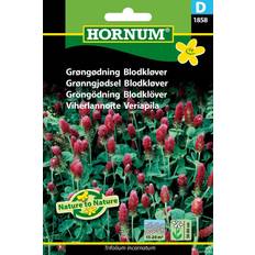 Hornum Grøngødning Blodkløver D 1858 Blomsterfrø