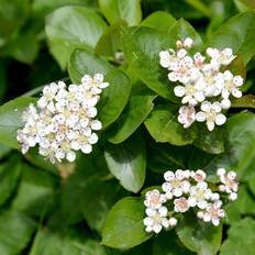 Svartaronia Svartaronia Aronia melanocarpa 'Hugin' 20-40cm